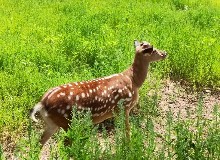 【東鰲鹿訊】鹿茸是唯一可再生的！鹿茸頂端較根部更為珍貴！