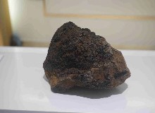 【辟謠】鹿茸是鹿角，樺樹茸是樺樹的角嗎？