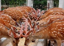 新西蘭鹿業(yè)產(chǎn)品待開發(fā)中國市場(chǎng)