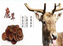 鹿茸泡酒養(yǎng)生與配方知識