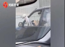 驚呆路人，奇葩司機(jī)一心三用，駕駛擼狗讀書(shū)全不誤