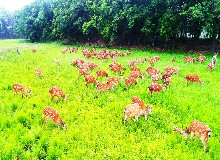 吃了這么久鹿茸，你知道鹿能被割多少次鹿茸么？