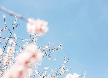 清明踏春時(shí)，梅花酒肉宴