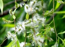 又一波楊柳絮引發(fā)過敏，是時候增強免疫力了！