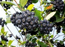 高居美國(guó)FDA食品認(rèn)證抗衰老水果榜首的竟是它！