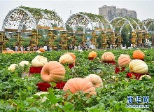 東鰲參加全國(guó)百戶企業(yè)進(jìn)吉林活動(dòng)&來(lái)農(nóng)博會(huì)東鰲鹿業(yè)展位“淘寶”啦！