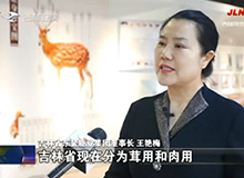 小小梅花鹿，引領(lǐng)大產(chǎn)業(yè)